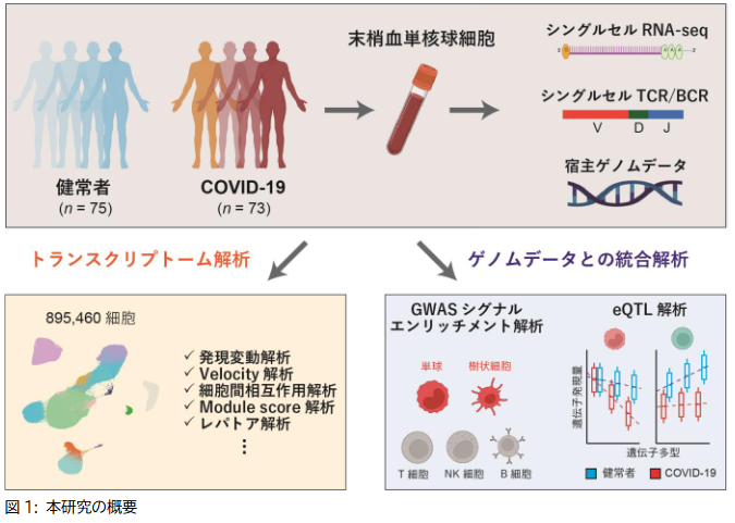 COVID-19